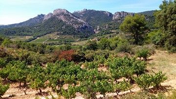 hills provence montmirail vines